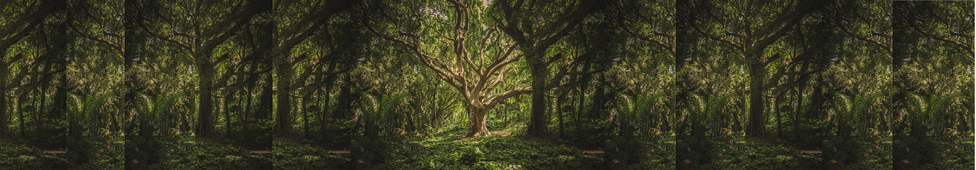 Analogie entre un arbre et une personne douloureuse - ABC Douleur